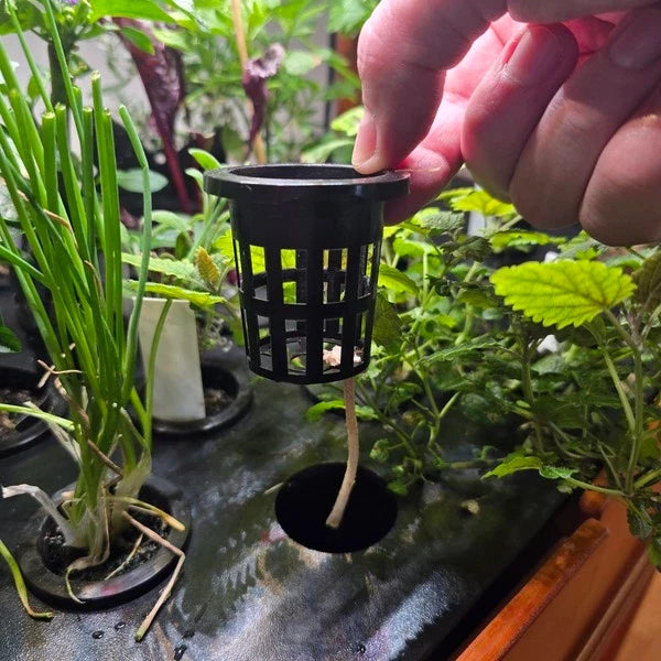 Net Pots (50mm / 2" Slotted Hydroponic Cups, Set of 24)
