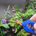 Pruning Shears (6.5" Stainless Steel Curved)