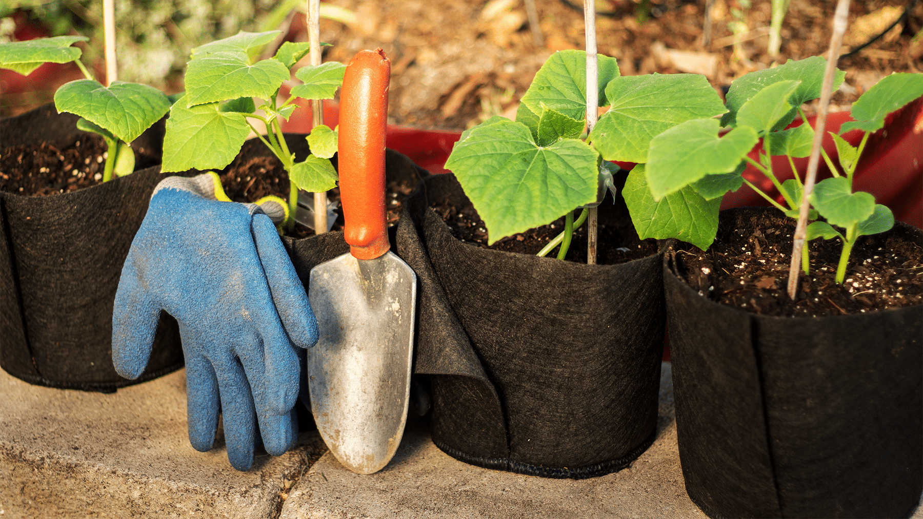 Smart Pot Transplanter